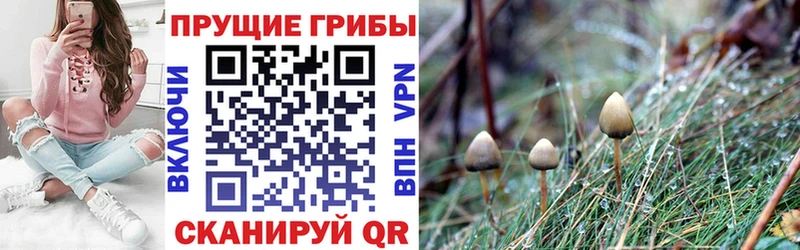 купить наркоту  Плёс  omg как войти  Галлюциногенные грибы прущие грибы 